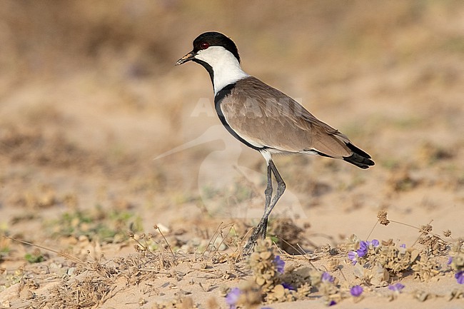 Spur-winged Lapwing (Vanellus spinosus)  standing on a bare landscape area near Mogadishu, Somalia. stock-image by Agami/David Monticelli,