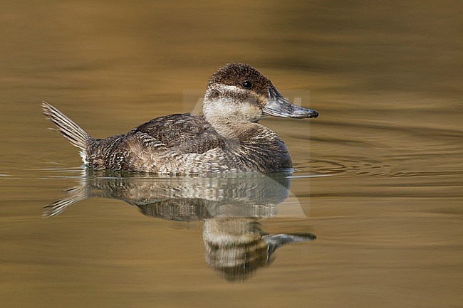 Adult female non-breeding
Maricopa Co., AZ
January 2015 stock-image by Agami/Brian E Small,