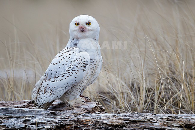 Adult 
Grays Harbor Co., WA
January 2013 stock-image by Agami/Brian E Small,