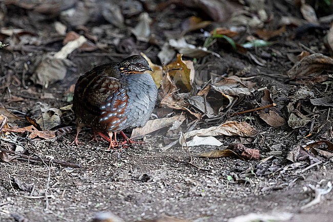 A adult female Rufous-throated Partridge (Arborophila rufogularis) with two chicks under her feathers stock-image by Agami/Mathias Putze,