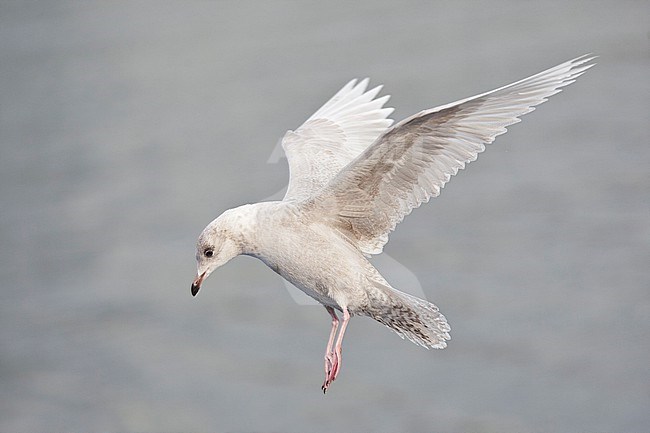 Immature Iceland Gull (Larus glaucoides) hovering above the open water of the North Sea. stock-image by Agami/Mathias Putze,