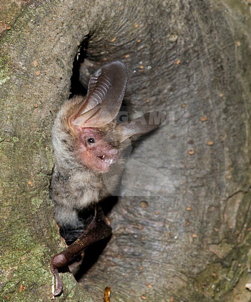 Bechsteins vleermuis, Bechstein's bat, Myotis bechsteinii stock-image by Agami/Theo Douma,
