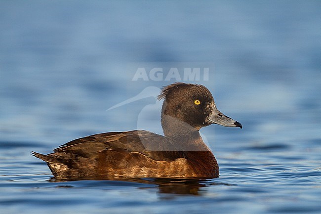 Tufted Duck - Reiherente - Aythya fuligula, Germany, female stock-image by Agami/Ralph Martin,