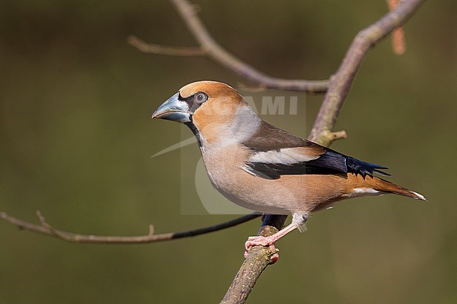 Hawfinch - Kernbeisser - Coccothraustes coccothraustes, Germany stock-image by Agami/Ralph Martin,