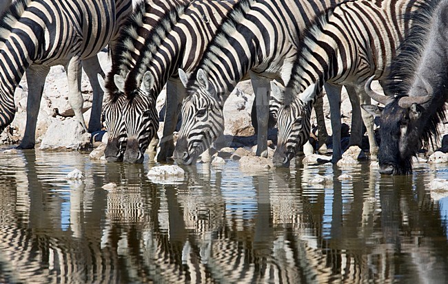 Kudde Steppezebra's bij een waterplaats Etosha NP Namibia, Herd of Plains zebras at waterhole Etosha NP Namibia stock-image by Agami/Wil Leurs,