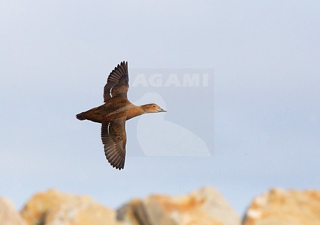 Koningseider; King Eider; Somateria spectabilis stock-image by Agami/Hugh Harrop,