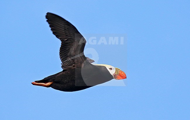 Adult Tufted Puffin (Fratercula cirrhata) at sea off Alaska, United States. stock-image by Agami/Dani Lopez-Velasco,