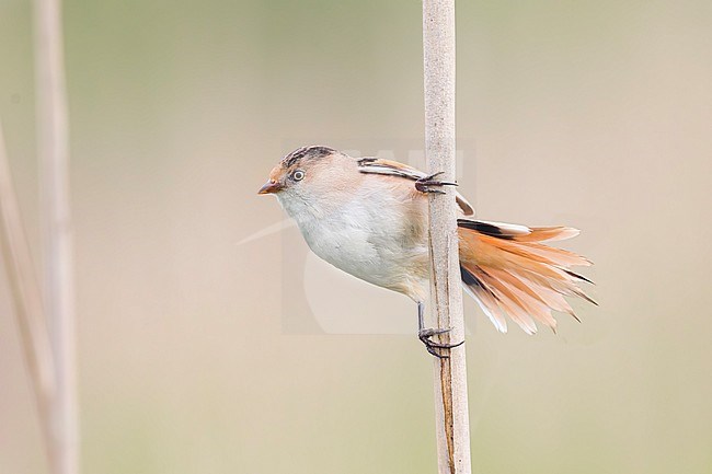 A juvinle male bearded reedling is seen sitting in a reed stalk in his typical habitat of dry reed. stock-image by Agami/Jacob Garvelink,