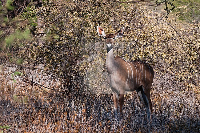 Portrait of a female greater kudu, Tragelaphus strepsiceros. Central Kalahari Game Reserve, Botswana. stock-image by Agami/Sergio Pitamitz,