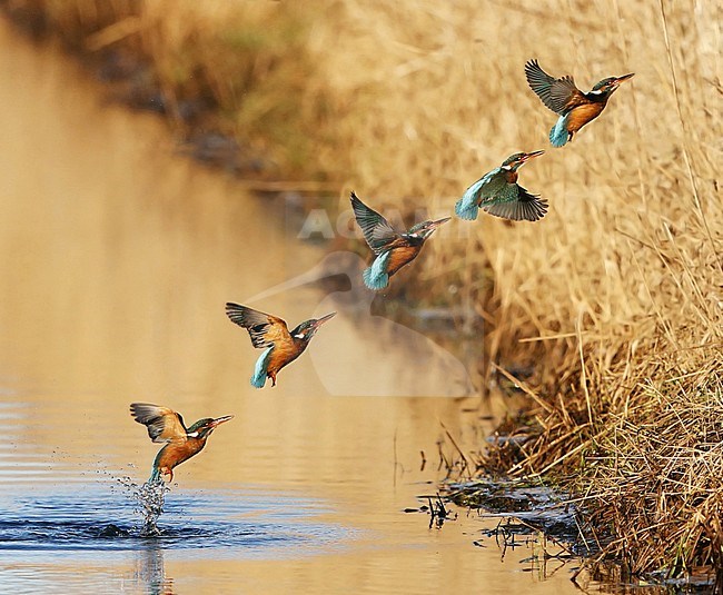 Common Kingfisher (Alcedo atthis) at Nivå in Denmark. Compilation of a fishing kingfisher, emerging from a stream. stock-image by Agami/Helge Sorensen,
