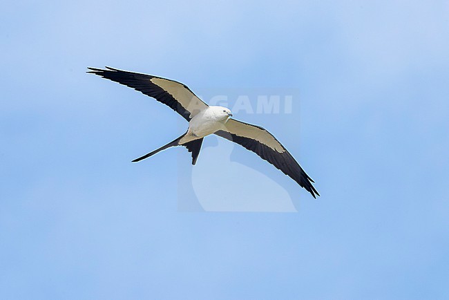 Adult Swallow-tailed Kite (Elanoides forficatus) soaring above São Jorge Island. stock-image by Agami/David Monticelli,