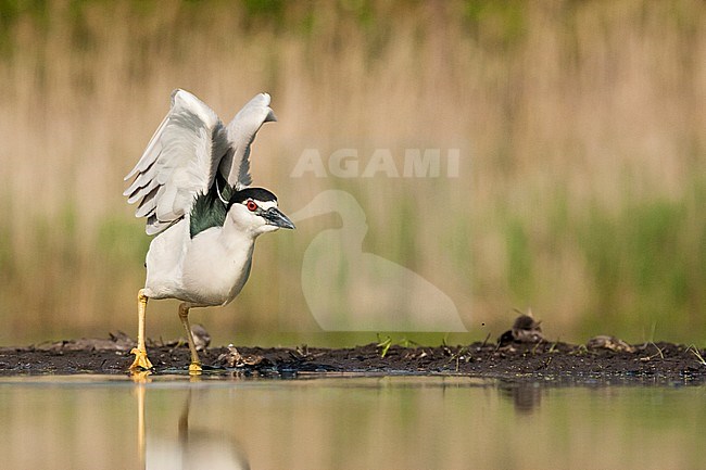 Kwak opstijgend vanaf waterkant; Black-crowned Night Heron taking off from waterside stock-image by Agami/Marc Guyt,
