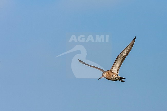 Black-tailed Godwit (Limosa limosa) in the Netherlands. stock-image by Agami/Marc Guyt,