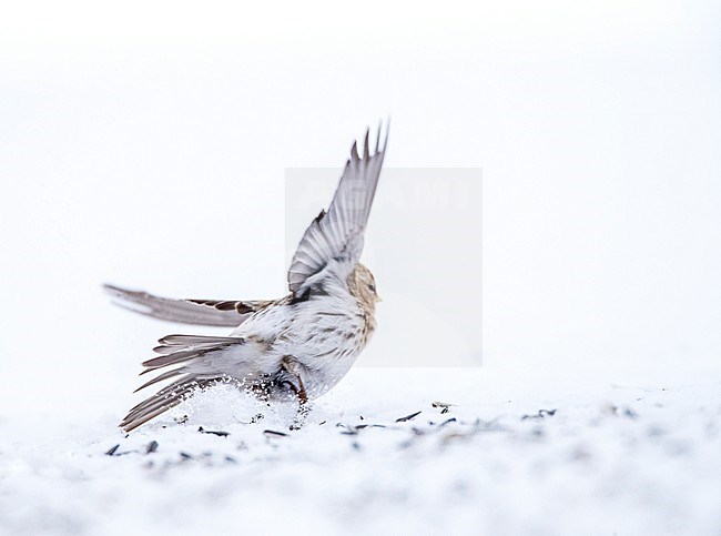 Arctic Redpoll (Acanthis hornemanni) wintering in arctic Norway. Taking off from the ground. stock-image by Agami/Marc Guyt,