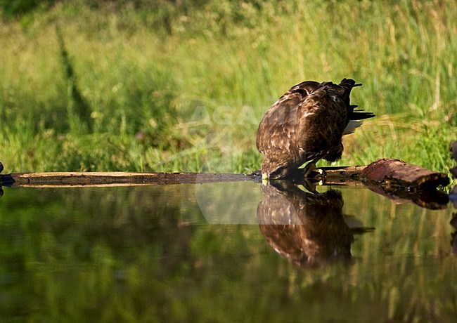 Buizerd drinkend in bosvijver; Common Buzzard drinking at a forestpool stock-image by Agami/Marc Guyt,
