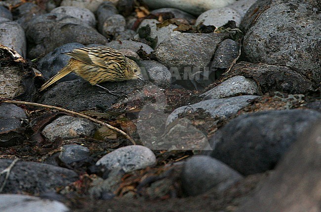 Immature Gough Finch (Rowettia goughensis), or Gough Bunting, a critically endangered species of songbird endemic to Gough Island. stock-image by Agami/Marc Guyt,