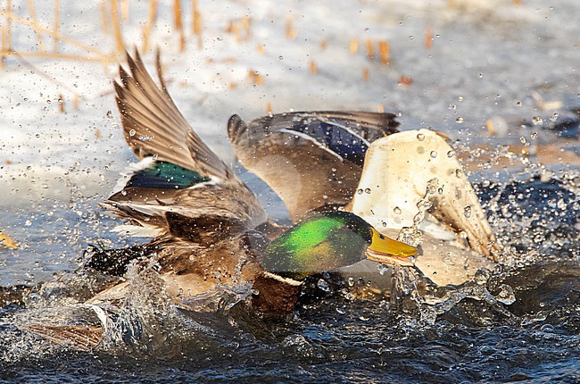Two males Mallard (Anas platyrhynchos) fighting in an urban lake in  Katwijk, Netherlands. stock-image by Agami/Marc Guyt,