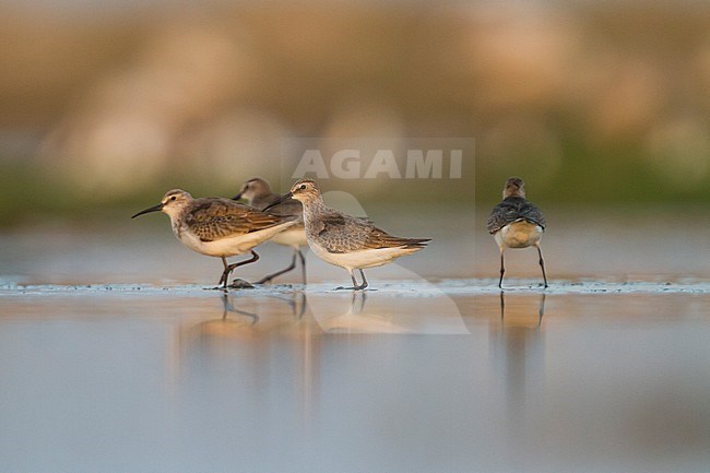 Curlew Sandpiper - Sichelstrandläufer - Calidris ferruginea, Oman stock-image by Agami/Ralph Martin,