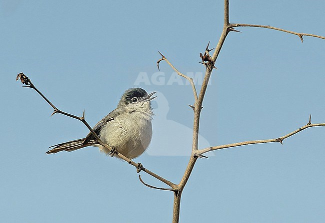 Male Black-capped Gnatcatcher, Polioptila nigriceps, in Mexico. stock-image by Agami/Pete Morris,