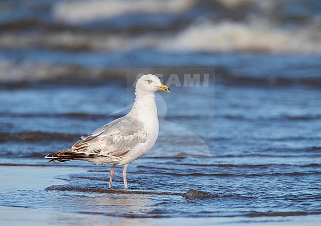 Subadult European Herring Gull (Larus argentatus) at the beach of Katwijk in the Netherlands, during early summer. stock-image by Agami/Marc Guyt,