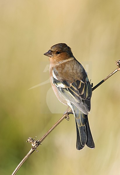 Common Chaffinch, Vink stock-image by Agami/Marc Guyt,