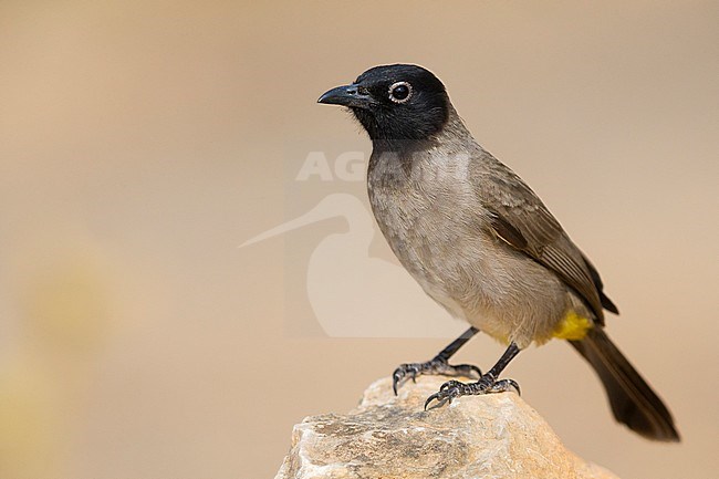 White-spectacled Bulbul, Standing on a rock, Ayn Hamran, Dhofar, Oman (Pycnonotus xanthopygos) stock-image by Agami/Saverio Gatto,