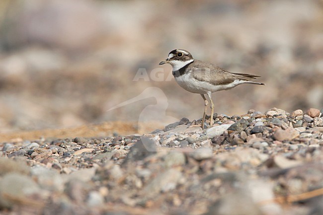 Long-billed Plover on stones in gravel riverbed China, Japanse Bontbekplevier op kiezel stenen in grind rivier China stock-image by Agami/Ran Schols,
