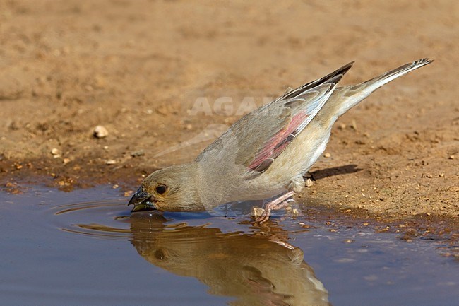 Vale Woestijnvink drinkend; Desert Finch drinking stock-image by Agami/Daniele Occhiato,