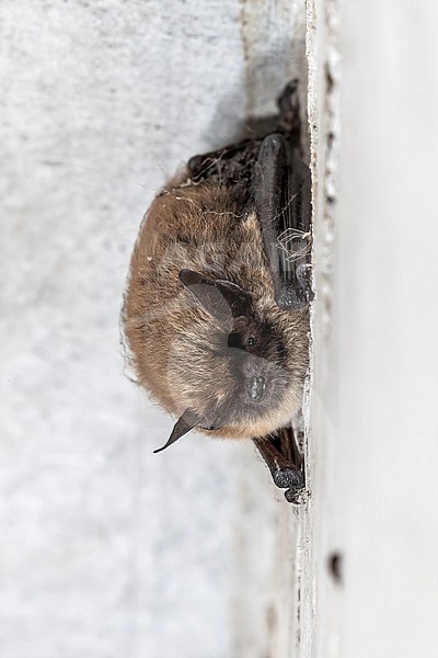 Whiskered Bat (Myotis mystacinus) sitting in a garage, Sterrebeek, Brabant, Belgium. stock-image by Agami/Vincent Legrand,