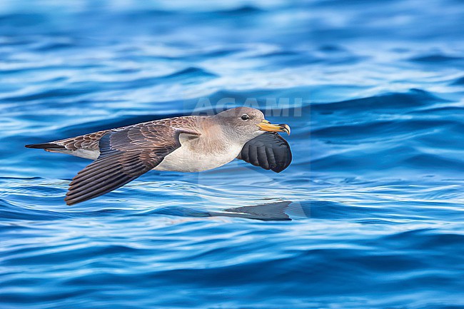 An adult Scopoli's shearwater fills the frame flying very close to the water with a clear blue sea behind it. Scopoli's Shearwaters breed on rocky islands and on steep coasts in the Mediterranean but outside the breeding season it forages in the Atlantic. stock-image by Agami/Jacob Garvelink,