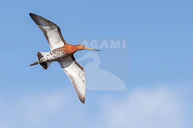 A stunning male Black-tailed Godwit is seen flying overhead against a blue and white sky. stock-image by Agami/Jacob Garvelink,