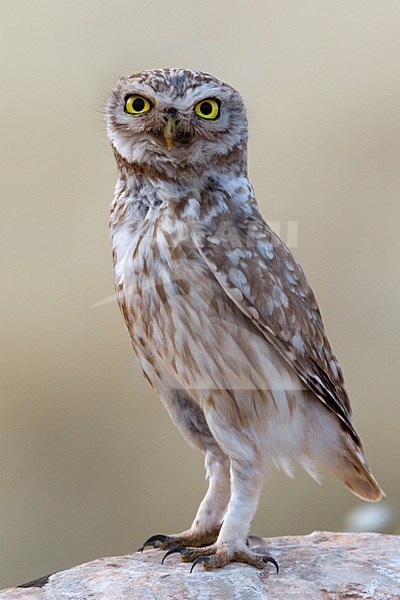 Steenuil zittend op rots; Little Owl perched on rock stock-image by Agami/Daniele Occhiato,