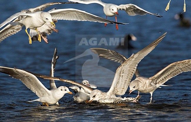Meeuwen vechtend om brood; Gulls fighting for bread stock-image by Agami/Marc Guyt,