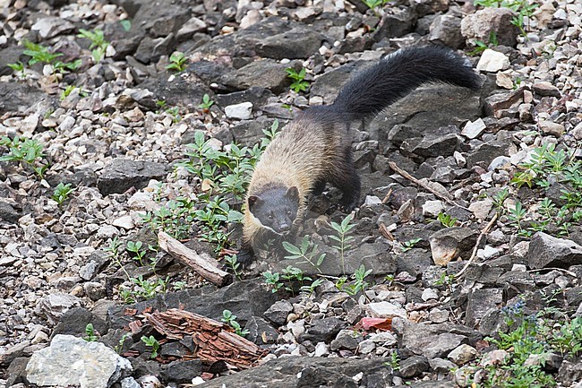 Yellow-throated Marten (Martes flavigula) running over the ground in a forest in Sichuan, China. stock-image by Agami/Pete Morris,