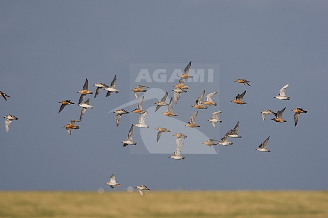 Groep Kanoeten in vlucht; Flock of Red Knots in flight stock-image by Agami/Arie Ouwerkerk,
