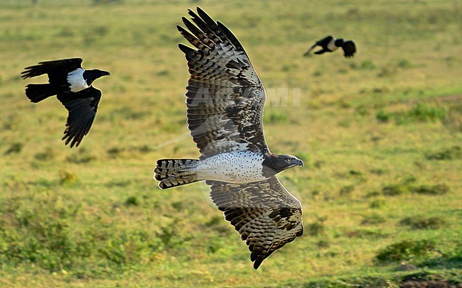 Martial eagle (Polemaetus bellicosus) in flight in Kenya. stock-image by Agami/Dani Lopez-Velasco,