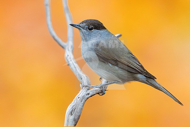 Female Blackcap (Sylvia atricapilla) in Italy. Perched on a twig. stock-image by Agami/Daniele Occhiato,