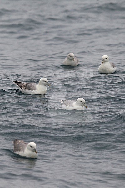 A group of Northern Fulmar ( Fulmarus glacialis glacialis) is swimming at the German North Sea. stock-image by Agami/Mathias Putze,