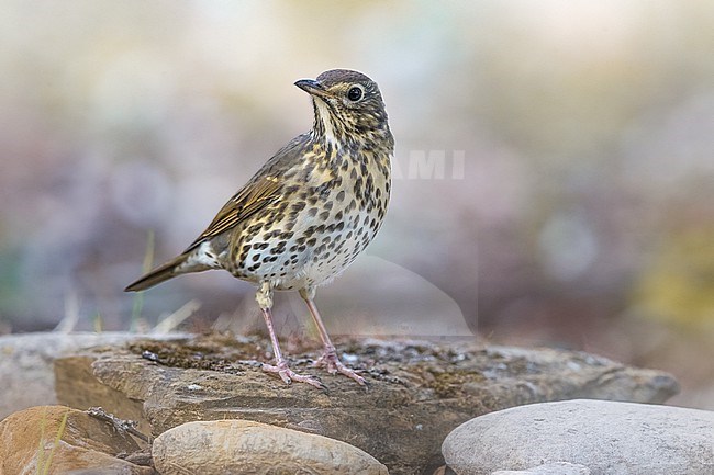 Song Thrush, Turdus philomelos, during autumn migration in Italy. stock-image by Agami/Daniele Occhiato,