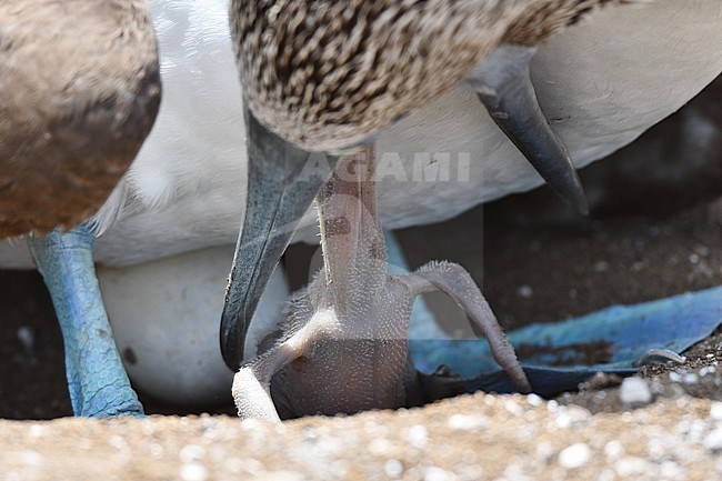 Blue-footed Booby (Sula nebouxii) on the Galapagos islands. Feeding its chick. stock-image by Agami/Laurens Steijn,