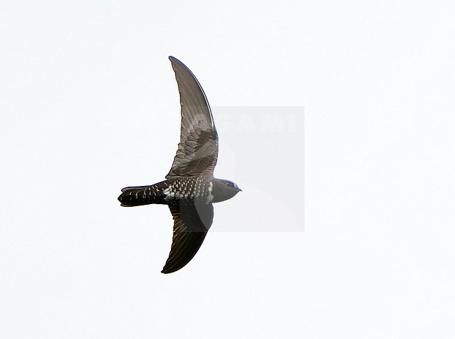 White-chested Swift (Cypseloides lemosi) in Northern Peru. Rare and poorly known. A fairly small swift, all black with variable white patch on chest. stock-image by Agami/Dani Lopez-Velasco,