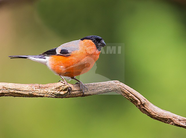 Mannetje Goudvink; Male Bullfinch stock-image by Agami/Wil Leurs,