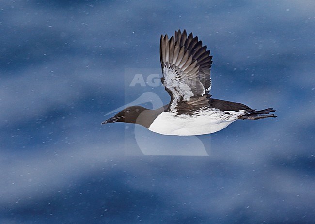 Zomerkleed Zeekoet in de vlucht; Summer plumaged Common Murre in flight stock-image by Agami/Markus Varesvuo,