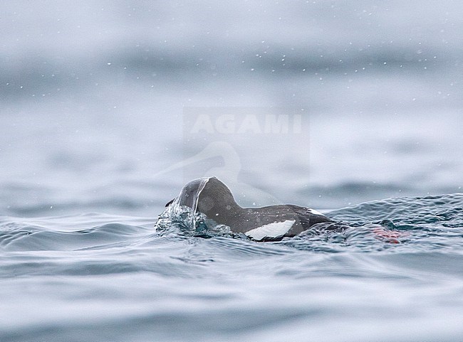 Black Guillemot (Cepphus grylle) in summer plumage swimming in harbor of Vadso in arctic Norway. stock-image by Agami/Marc Guyt,
