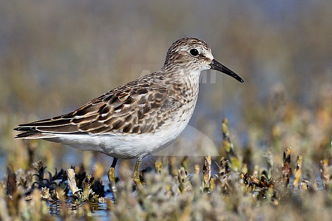 Juvenile 
Ventura Co., CA 
September 2010 stock-image by Agami/Brian E Small,
