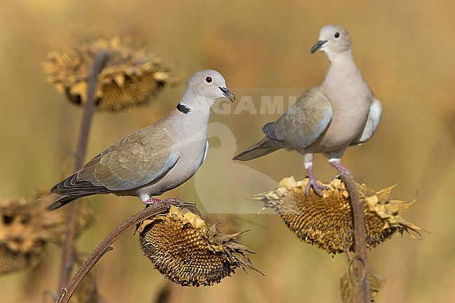 Collared Dove, Streptopelia decaocto, in Italy. stock-image by Agami/Daniele Occhiato,