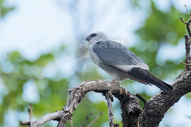 Adult
Prowers Co., CO
June 2023 stock-image by Agami/Brian E Small,