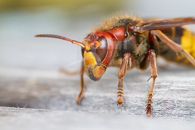 European Hornet (Vespa crabro) sitting on a wooden table in Poland. stock-image by Agami/Ralph Martin,