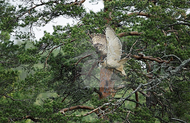 Oehoe; Eagle Owl; Bubo bubo stock-image by Agami/Dick Forsman,