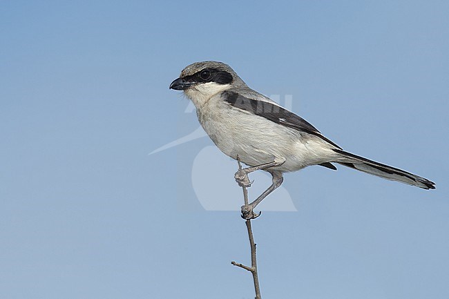 Adult
Galveston Co., TX
April 2014 stock-image by Agami/Brian E Small,